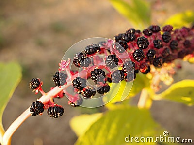 Red-ink plant Stock Photo