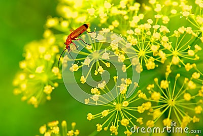 Red insect on yellow flower Stock Photo