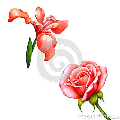 Red iris flower, red rose blossom with bud Cartoon Illustration