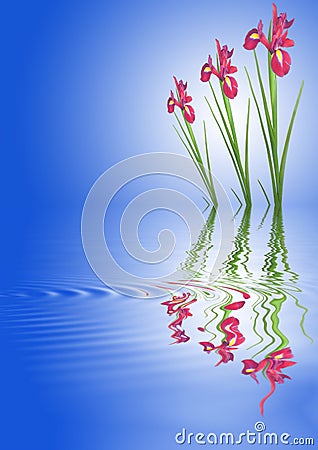 Red Iris Flowers Stock Photo