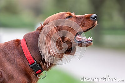 Red irish setter dog is barking at nature. Close up potrait Stock Photo