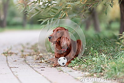 Red irish setter dog lying down on green grass with favorite toy small soccer ball Stock Photo