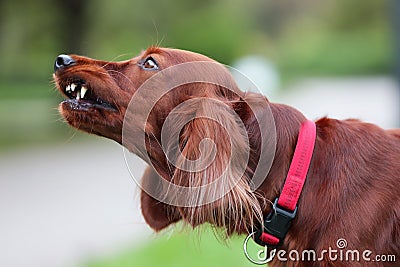 Red irish setter dog is roaring for protection at nature. Close up potrait Stock Photo