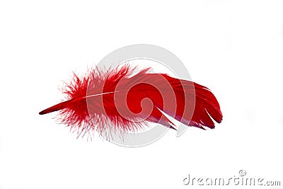 Red isolated falling feather close up. Exotic, tropical bird macro feather on white background. Fashion magazine Stock Photo