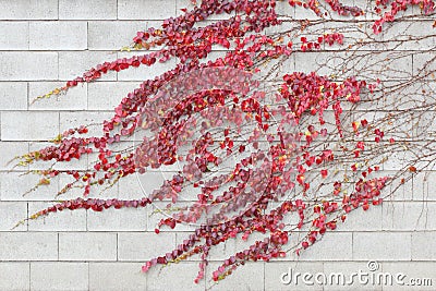 Red ivy creeper leaves on a white building wall Stock Photo