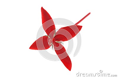 Red Ixora isolated on white Stock Photo