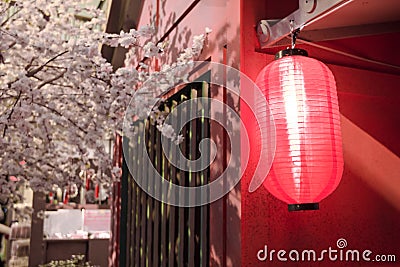 Red japanese lanterns with sakura tree Stock Photo