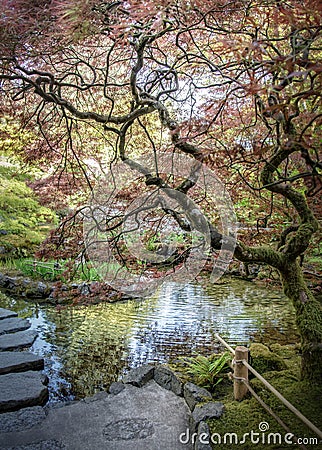 Red Japanese Maple Buchart Gardens Stock Photo