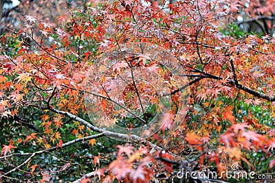 Red Japanese Maple Leaf on the tree after rain. Stock Photo