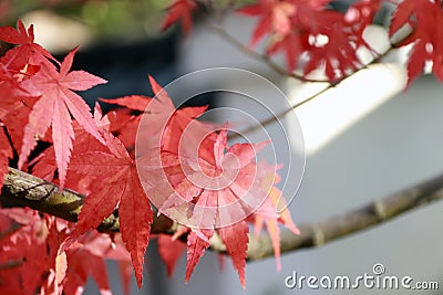 Red Japanese Maple Leaf on the tree with sunlight. The leaves change color from green to yellow, orange and red. Stock Photo