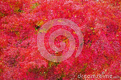 Red japanese maple leaves Stock Photo