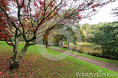 Red Japanese maple leaves in the Dandenong Ranges Stock Photo