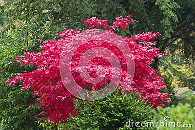 Red Japanese maple tree Stock Photo