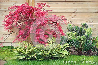 Red japanese maple tree Stock Photo