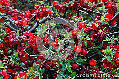 Red Japanese Quince - Chaenomeles speciosa Stock Photo
