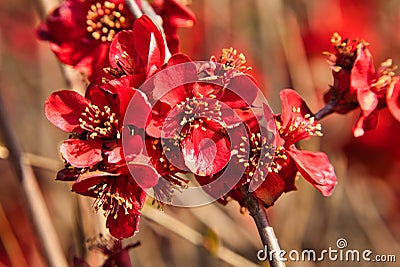 red japonica Stock Photo