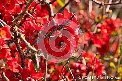 red japonica Stock Photo