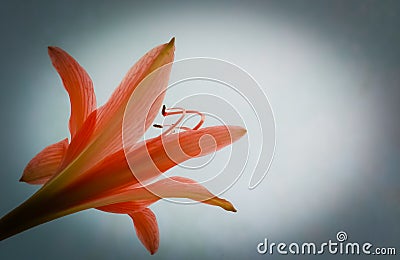 Red Jersey lily, Amaryllis belladonna, amaryllis lily flower Stock Photo