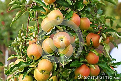 Red jonagold apples on apple tree branch. Stock Photo