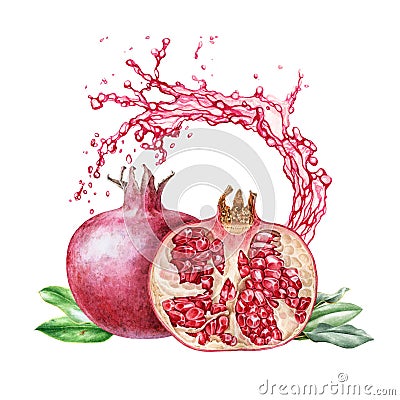 Red juicy pomegranate watercolor illustration. Half cut and whole organic punica fruit close up hand draw high quality image. Cartoon Illustration