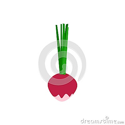 Red Juicy Radish on White Background Isolated Vector Illustration Vector Illustration