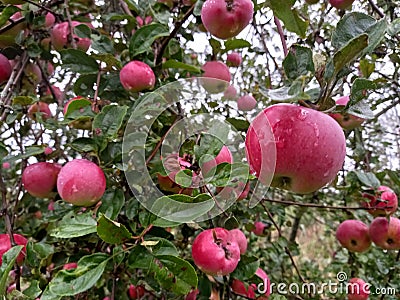 Apples on a tree . Stock Photo