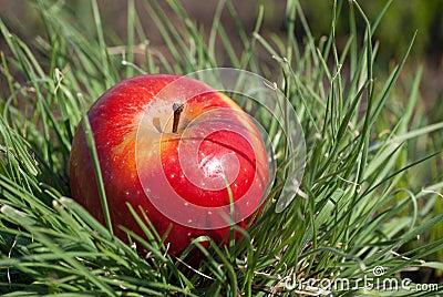 Red juicy solid apple fruit lying under sunlight on green grass. Concept of natural nutrition organic healthy food diet Stock Photo