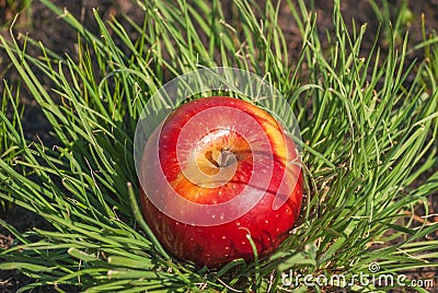 Red juicy solid apple fruit lying under sunlight on green grass. Concept of natural nutrition organic healthy food diet, Stock Photo