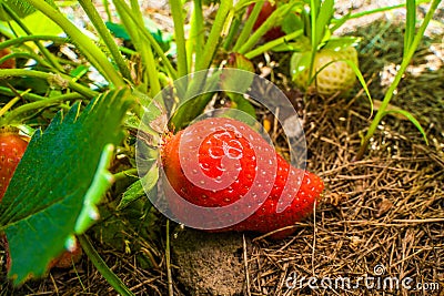 Red juicy strawberries grow in the garden, close-up. Soil with growing strawberries in their dry grass mulch Stock Photo