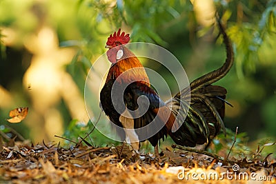 Red Junglefowl - Gallus gallus tropical bird in the family Phasianidae. It is the primary progenitor of the domestic chicken Stock Photo