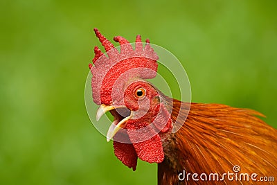 Red Junglefowl - Gallus gallus tropical bird in the family Phasianidae. It is the primary progenitor of the domestic chicken Stock Photo