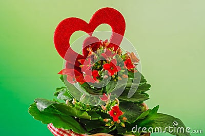 Red Kalanchoe flowers with red heart shape in a red flower ceramic pot with bow, green degradee background, close up Stock Photo