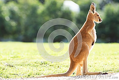 Red Kangaroo Joey Stock Photo