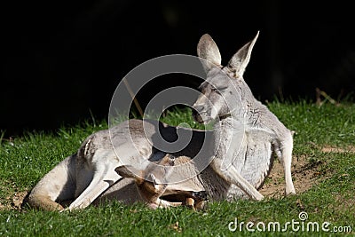 Red Kangaroo. Joey in pouch looking at mother. Cute animal meme Stock Photo