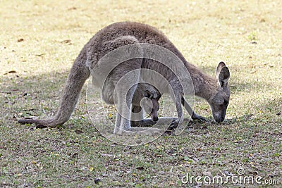 Red Kangaroo mother and joey in Australia Stock Photo
