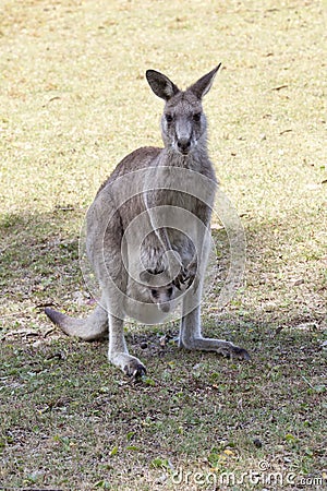 Red Kangaroo mother and joey in Australia Stock Photo