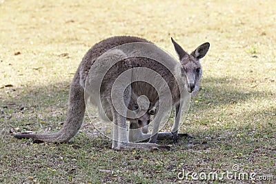 Red Kangaroo mother and joey in Australia Stock Photo