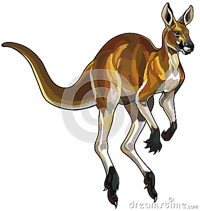 Red kangaroo Vector Illustration