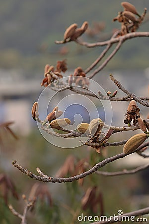 Kapok cotton tree flower blub Stock Photo