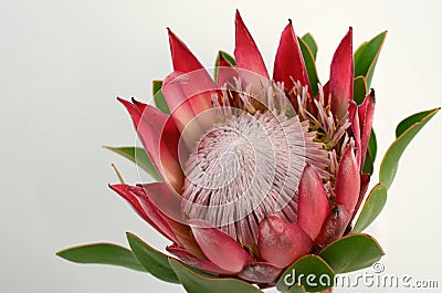 Red king protea plant on white background Stock Photo