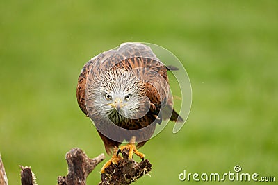 Red kite, bird of prey portrait. The bird sits on a stump, looks straight into the camera Stock Photo