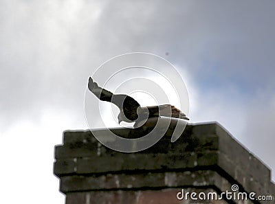 Red kite flying over a chimney Stock Photo