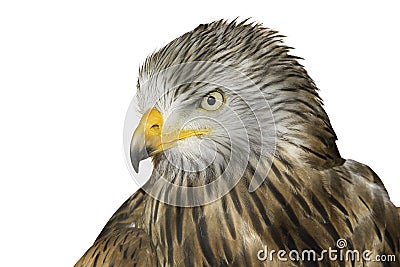 Red Kite isolated on white background Milvus milvus Stock Photo