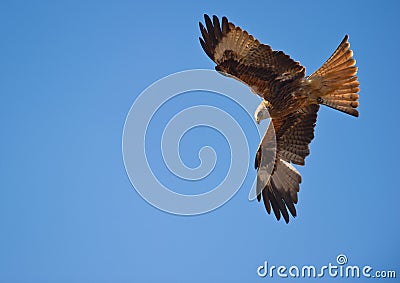 A Red Kite, master of the wind Stock Photo
