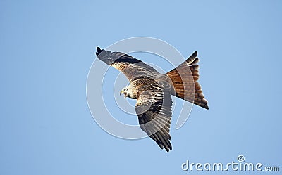 Red kite, Milvus milvus Stock Photo