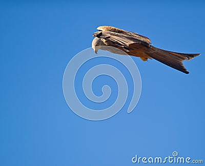 A Red Kite in still stand Stock Photo