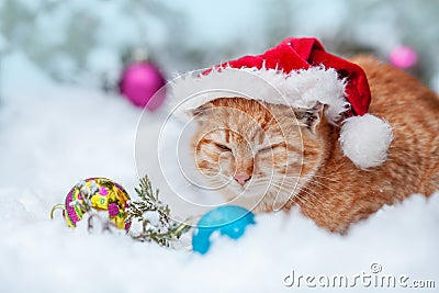 Red kitten dressed Santa Claus hat Stock Photo