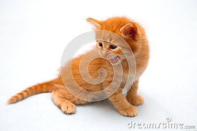 red kitten harm growls Stock Photo