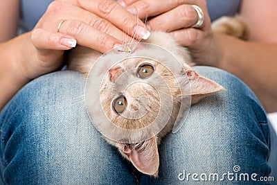 Red kitten lying on a woman`s lap and caressed Stock Photo