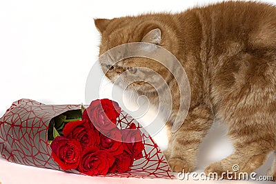 Red kitten next to a bouquet of roses on a white background Stock Photo